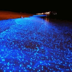 Bioluminescence Tours Grand Cayman 
