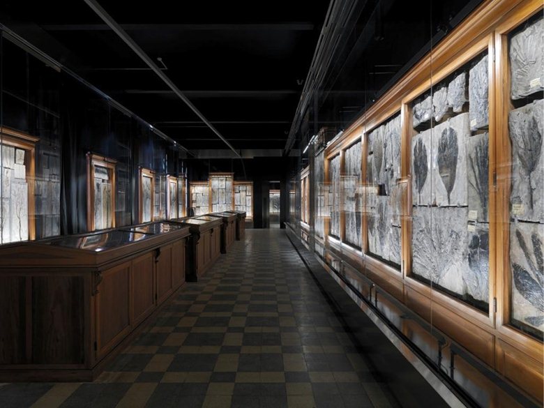 Ristrutturazione del Museo di Geologia e paleontologia di Palazzo Cavalli
