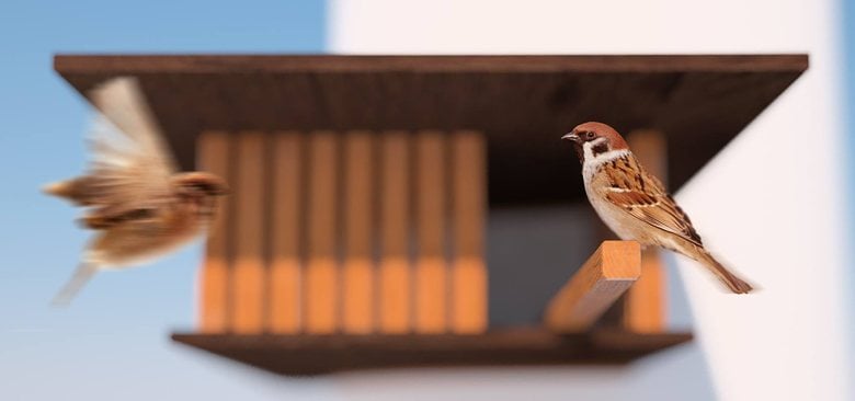 Sparrow's Nest