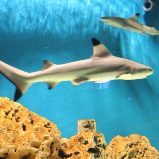 THE SHARK acquari