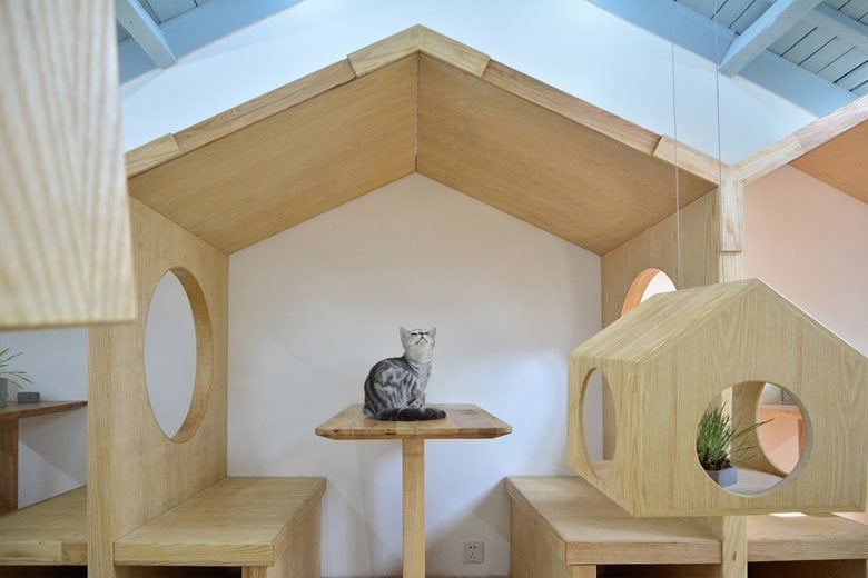Cat Café in Tianzifang: Tristy of the CATS