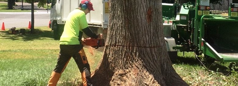Affordable Tree Removal Adelaide - Allout Trees