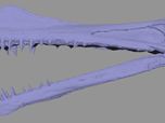 Modelli 3D di fossili di musei marchigiani